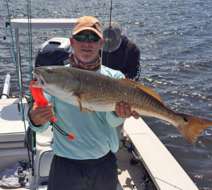 Friend Mark McKinney from Gainesville nailed this overslot redfish on a topwater. 