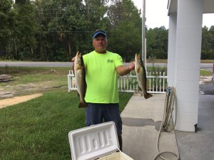 David Chapman found these nice gator trout south of the river fishing topwater plugs. 