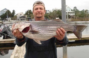 And finally, the catch of the year in my opinion is this 12 pound striped bass caught by Bobby Taylor using a pinfish in the river.
