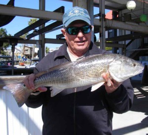 Bill Rees found this fine redfish in a creek near the river