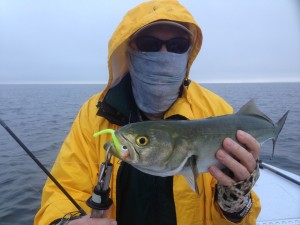 Capt. Tommy Thompson with a nice bluefish