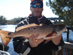 This was the winning redfish in the “Lots of Spots” tournament, part of the Fiddler Crab Festival, caught by Kim Coffey. 