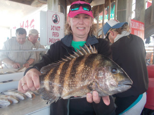 Another beautiful sheepshead caught by Liz Reed. 