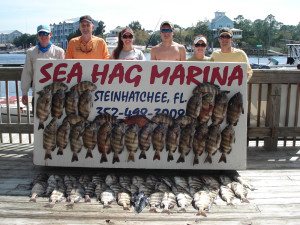 The Dykes family from Keystone Heights fished with Sea Hag fiddler crabs to bring home these fine  limits of sheepshead. 