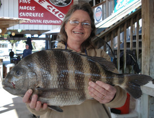 Janice Benton, from Gainesville, landed this giant sheepshead fishing with Wiley and Doris Horton.