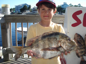 Wade Wilson and his family found this sheepshead fishing with a Sea Hag live shrimp.