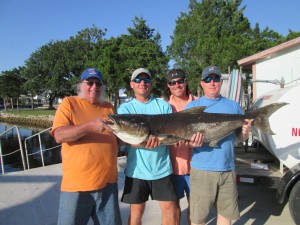 Phil Bannon, Brian Stone, Heath Day and Lynn Stone from Adel, Ga. caught this excellent 61 pound cobia on a jig after the fish ignored multiple live pinfish.