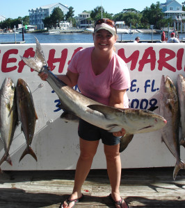 Another great cobia caught by Heather Montgomery on an offshore charter trip. 