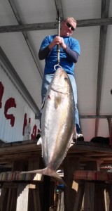 This 78 pound amberjack made an appearance at the cleaning table this month. 